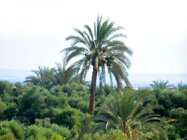 Bahariya-Oasis-Egypt (6)